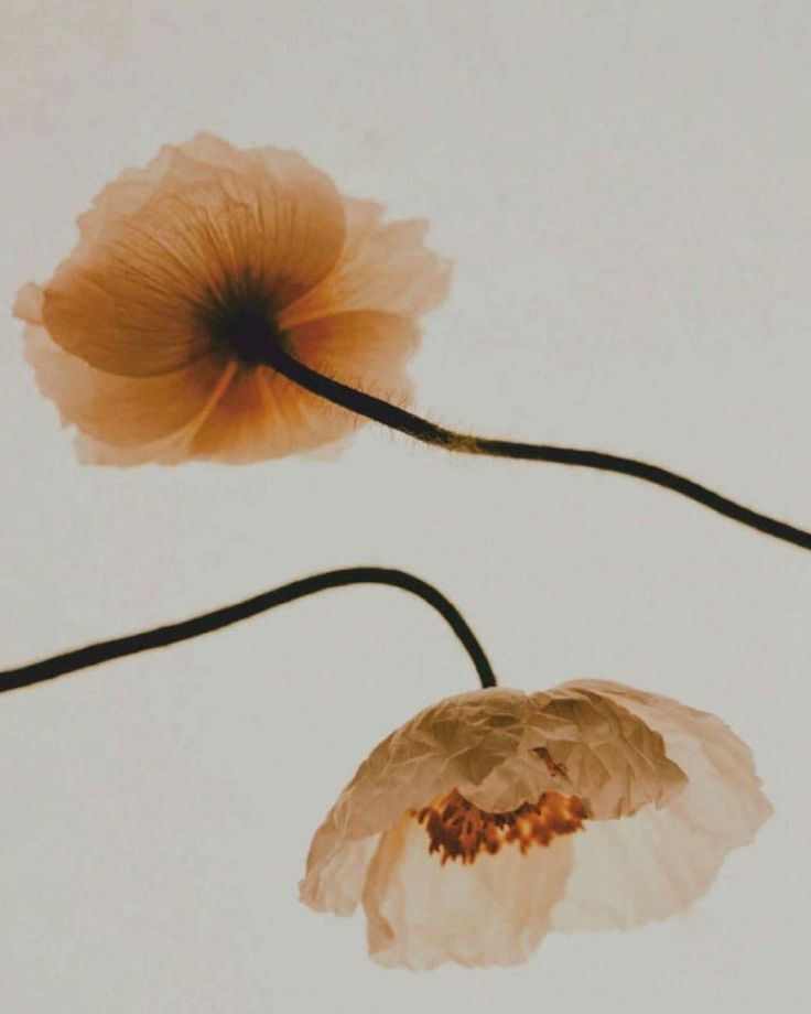 Abstract Poppy Adjustable Sterling Silver Ring